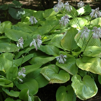 Hosta 'Sum and Substance' (002555)