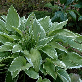 Hosta 'Regal Splendor' (002558)