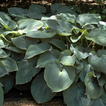 Hosta 'Blue Angel' (002560)