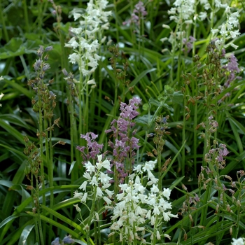 Hyacinthoides hispanica '' (002572)