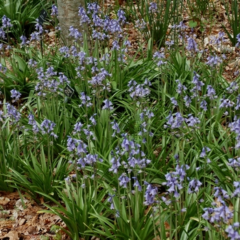 Hyacinthoides hispanica '' (002573)