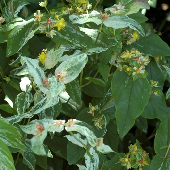 Hypericum androsaemum 'Variegatum' (002578)