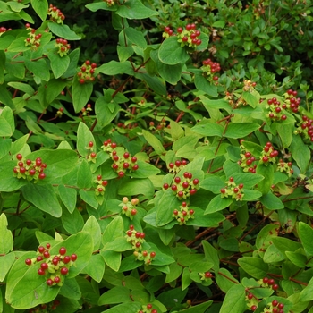 Hypericum x inodorum 'Elstead' (002581)