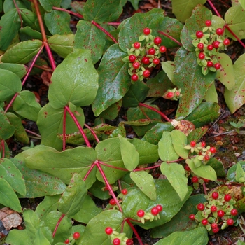 Hypericum x inodorum 'Elstead' (002582)