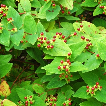 Hypericum x inodorum 'Elstead' (002584)