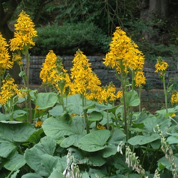 Ligularia wilsoniana '' (002608)