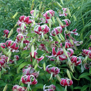 Lilium 'Pink Perfection' (002613)