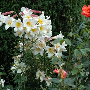 Lilium regale '' (002618)