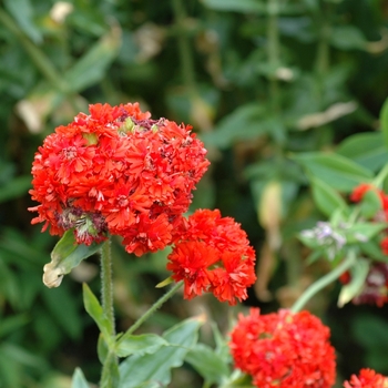 Lychnis viscaria 'Flore Plena' (002634)