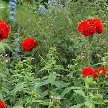 Lychnis viscaria 'Flore Plena' (002635)