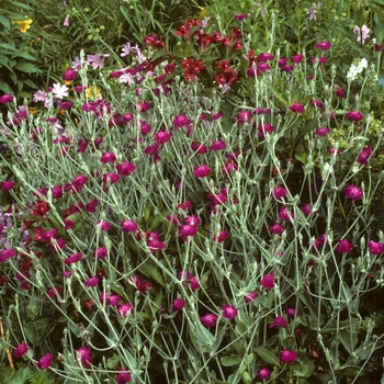 Lychnis coronaria '' (002637)