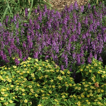 Melampodium paludosum 'Lemon Delight' (002647)