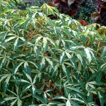 Manihot esculenta 'Variegata' (002649)