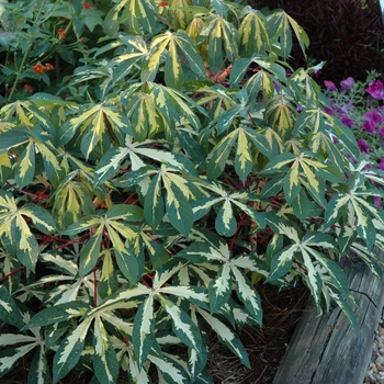 Manihot esculenta 'Variegata' (002651)