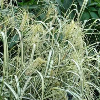 Miscanthus sinensis 'Cosmopolitan' (002660)