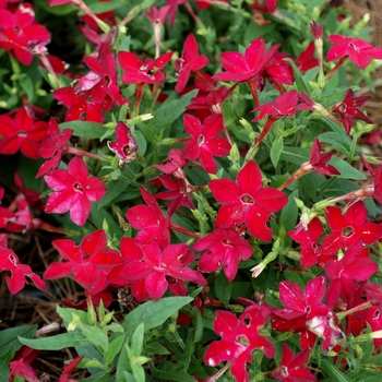 Nicotiana x alata Saratoga™ 'Red' (002684)