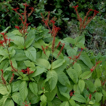 Odontonema arborescens '' (002688)