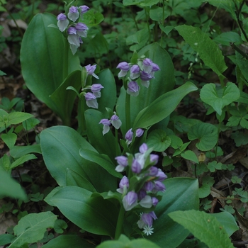 Orchis spectabilis '' (002690)