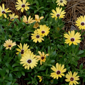 Osteospermum 'Lemon Symphony' (002696)