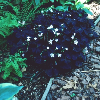 Oxalis regnellii 'Purpurea' (002698)