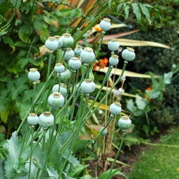 Papaver somniferum '' (002701)