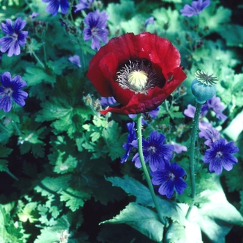 Papaver somniferum '' (002703)