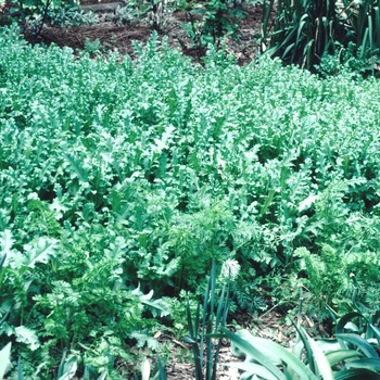 Papaver somniferum '' (002704)