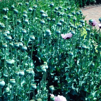 Papaver somniferum '' (002706)