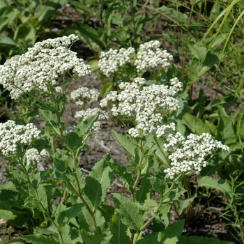 Parthenium integrifolium '' (002709)