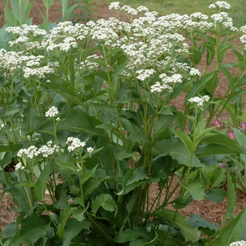 Parthenium integrifolium '' (002710)