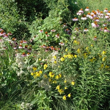 Parthenium integrifolium '' (002711)