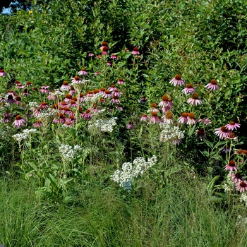 Parthenium integrifolium '' (002712)