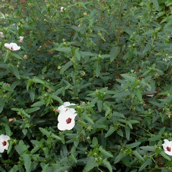 Pavonia hastata '' (002715)