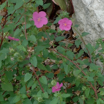 Pavonia lasiopetala '' (002718)