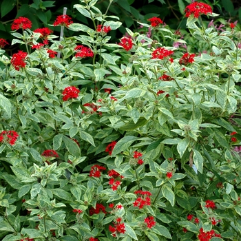 Pentas lanceolata 'Stars & Stripes™' (002719)