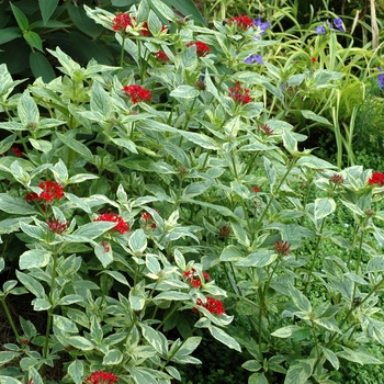 Pentas lanceolata 'Stars & Stripes™' (002720)