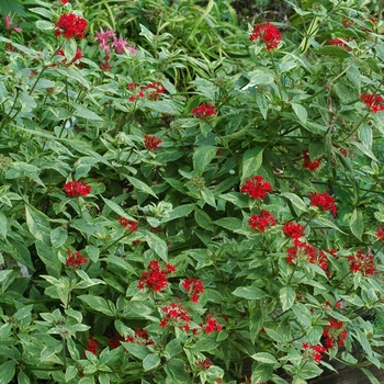 Pentas lanceolata 'Stars & Stripes™' (002721)