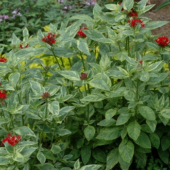 Pentas lanceolata 'Stars & Stripes™' (002722)