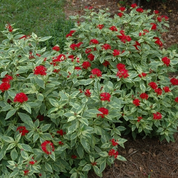 Pentas lanceolata 'Stars & Stripes™' (002723)