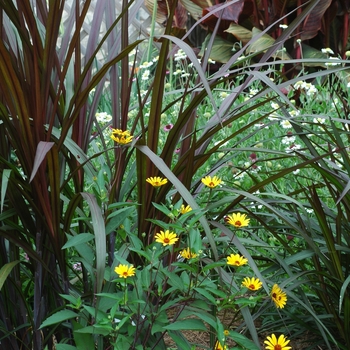 Pennisetum purpureum 'Princess' (002724)