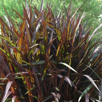 Pennisetum purpureum 'Princess' (002725)