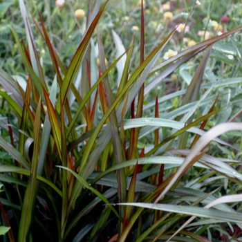 Pennisetum purpureum 'Princess' (002726)