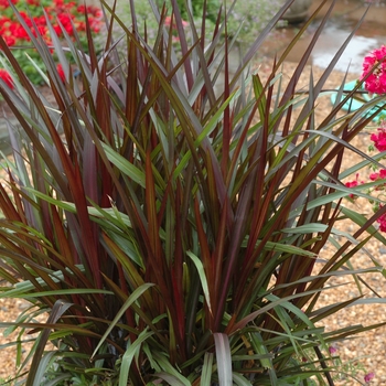 Pennisetum purpureum 'Princess' (002728)