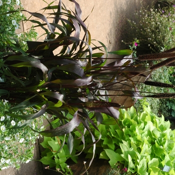 Pennisetum glaucum 'Jester' (002729)