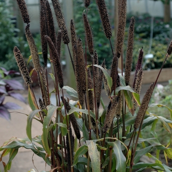 Pennisetum glaucum 'Jester' (002730)