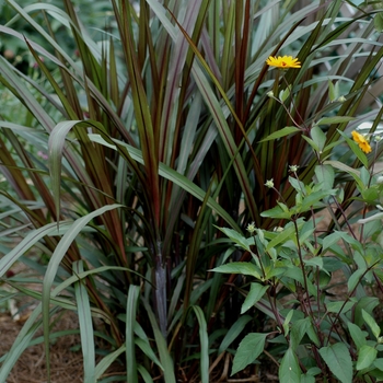 Pennisetum purpureum 'Prince' (002731)