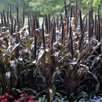 Pennisetum glaucum 'Purple Majesty' (002738)