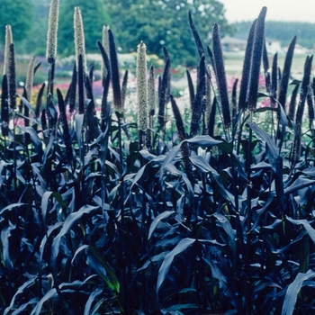 Pennisetum glaucum 'Purple Majesty' (002739)