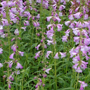 Penstemon 'Alice Hindley' (002743)