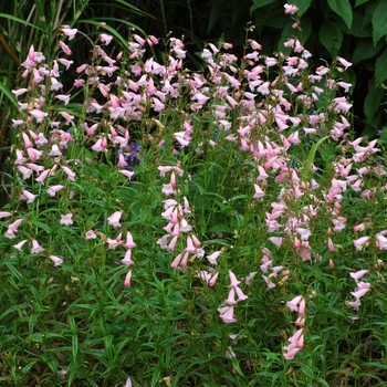 Penstemon hartwegii Arabesque™ 'Appleblossom' (002744)